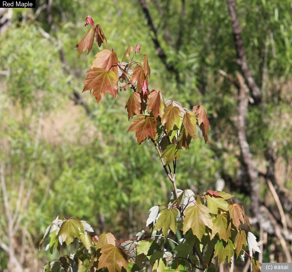 Red Maple, Acer rubrum