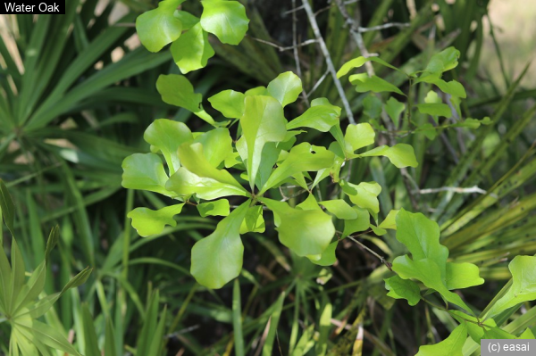 Water Oak, Quercus nigra