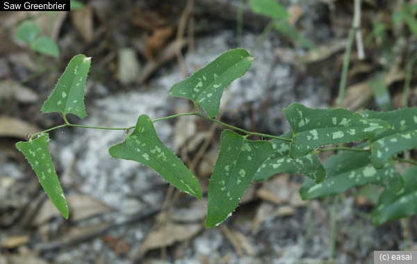 Saw Greenbrier, Smilax bona-nox