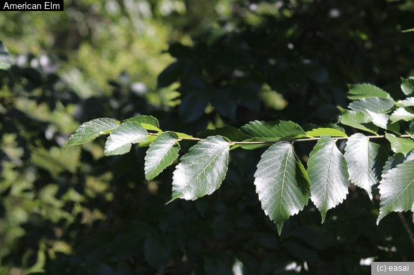 American Elm, Ulmus americana